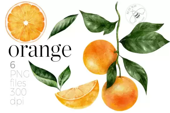 16 种手绘水彩柠檬橙子水果和叶子集合PNG免抠图插图5