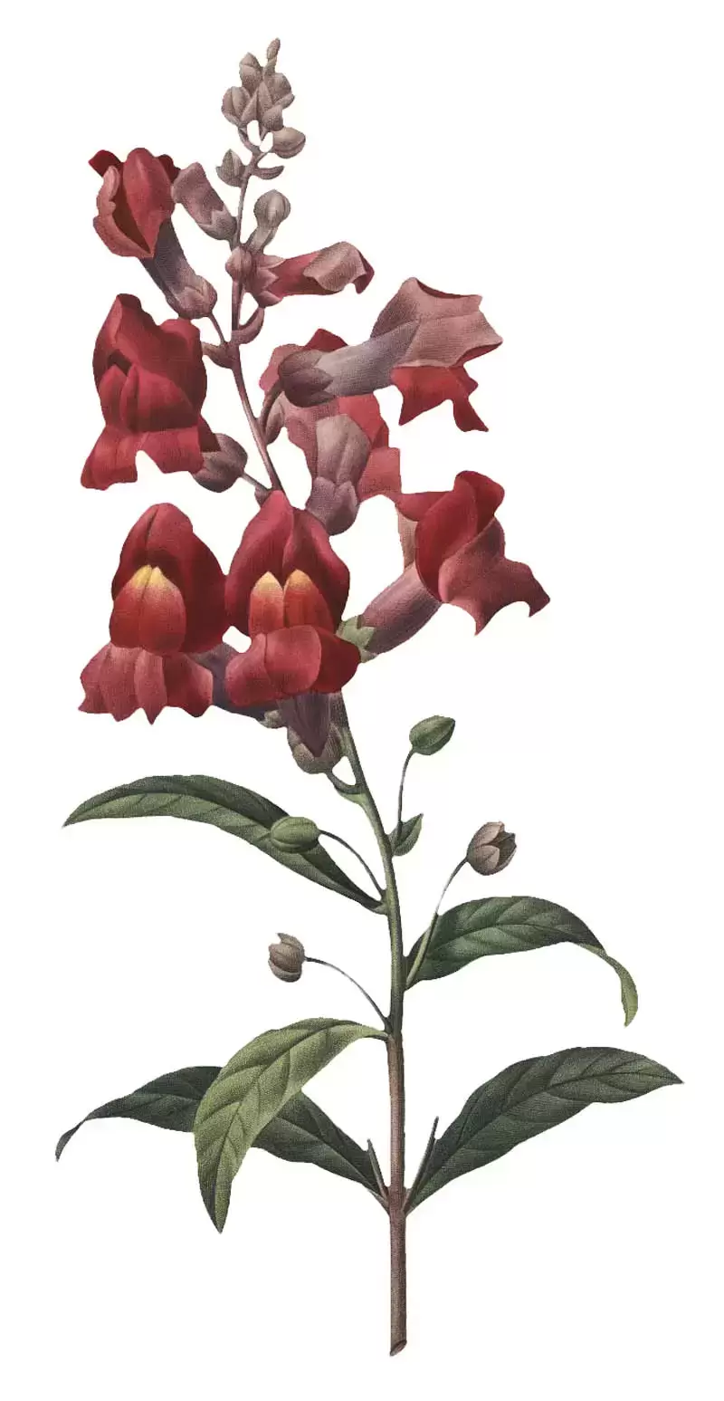 75款复古老式花卉PNG免抠图插图1