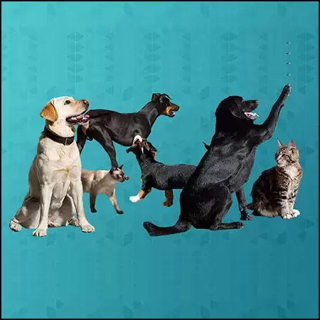 6款动物小狗和猫PNG免抠图插图