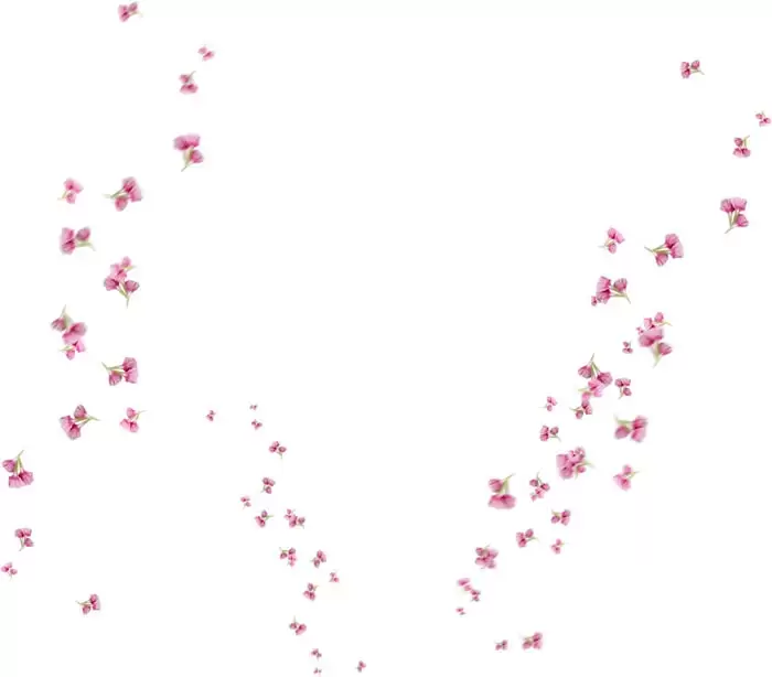 50款梦幻虚化柔光粉色花朵花瓣PNG免抠图插图6