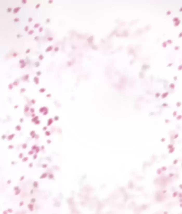 50款梦幻虚化柔光粉色花朵花瓣PNG免抠图插图20