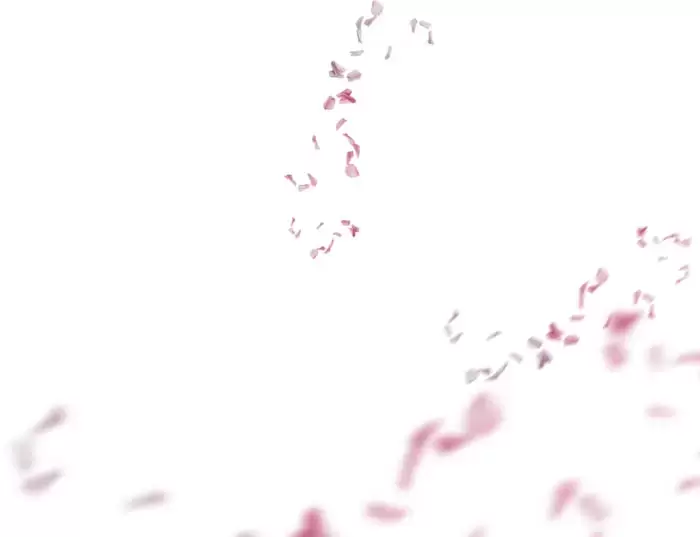 50款梦幻虚化柔光粉色花朵花瓣PNG免抠图插图3