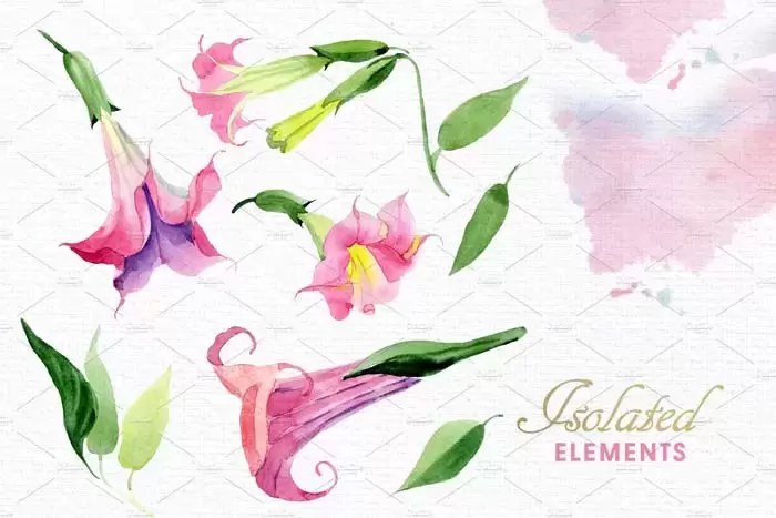 37个水彩花卉剪贴画和边框以及背景PNG免抠图插图7