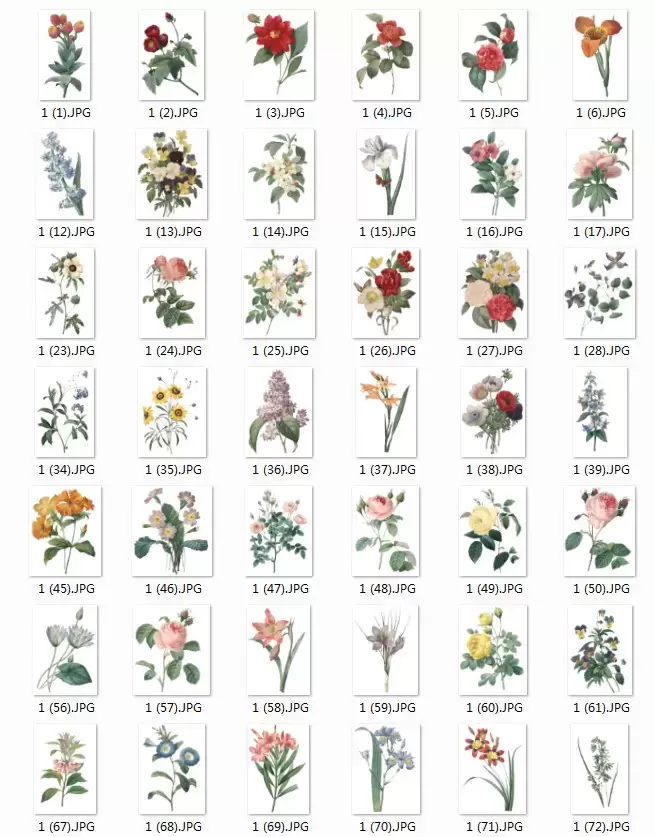 66款精致的手绘鲜花高清PNG免扣图）插图1