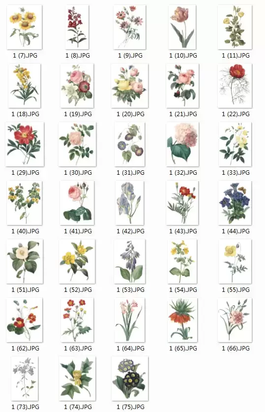 66款精致的手绘鲜花高清PNG免扣图）插图2