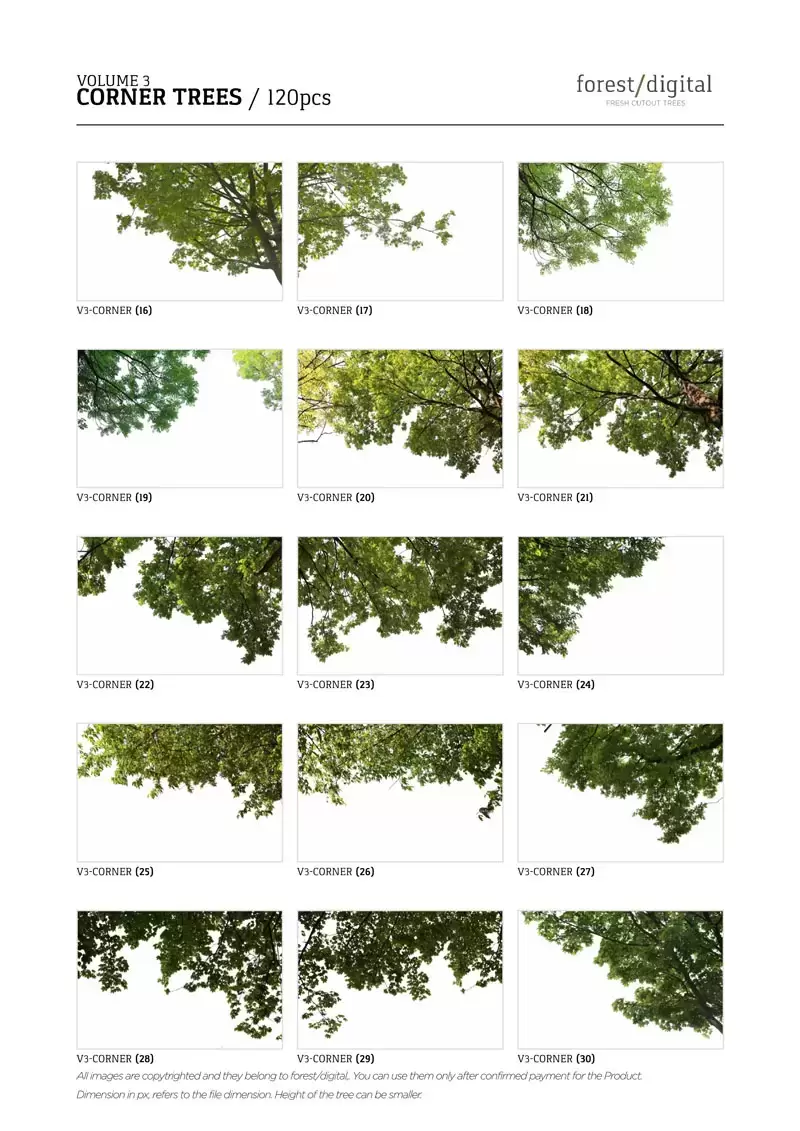 120款春季夏季针叶树角树JPG/PNG免抠图插图5