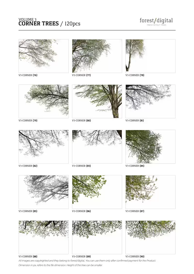 120款春季夏季针叶树角树JPG/PNG免抠图插图11