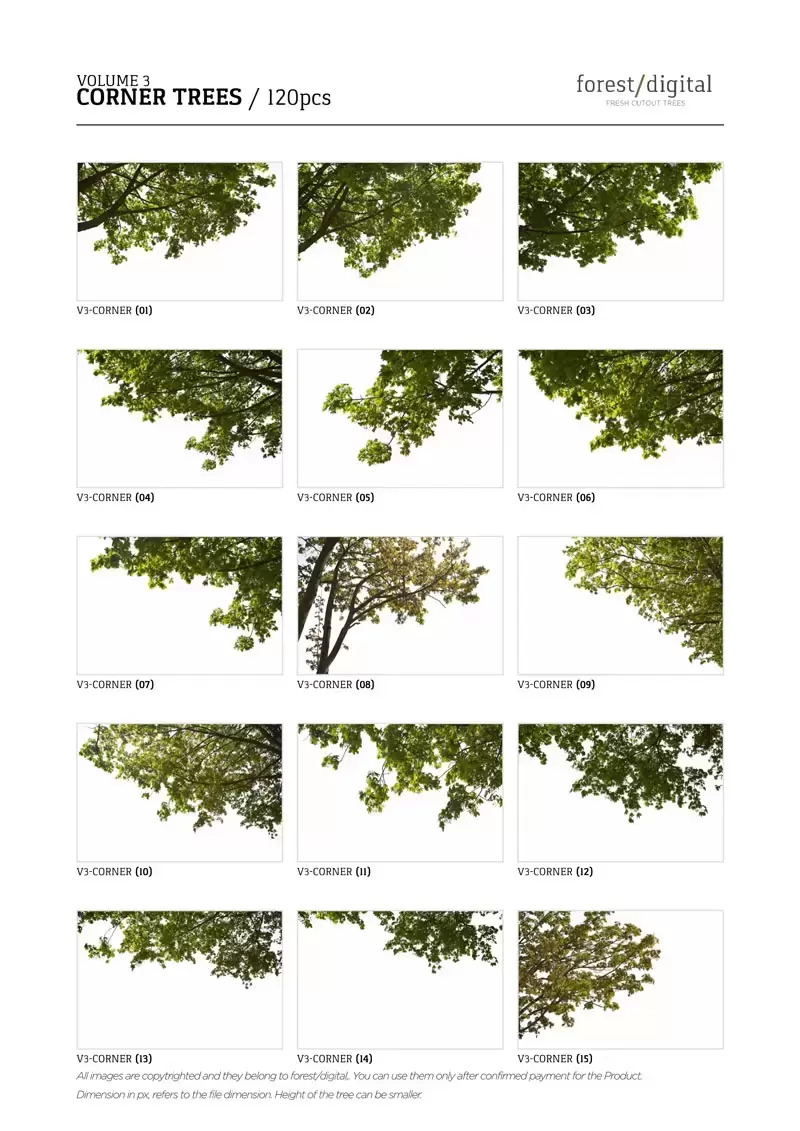 120款春季夏季针叶树角树JPG/PNG免抠图插图4