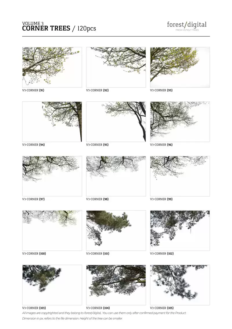 120款春季夏季针叶树角树JPG/PNG免抠图插图10