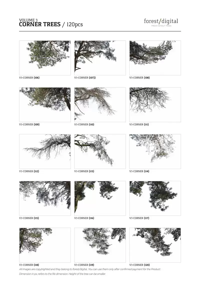 120款春季夏季针叶树角树JPG/PNG免抠图插图9