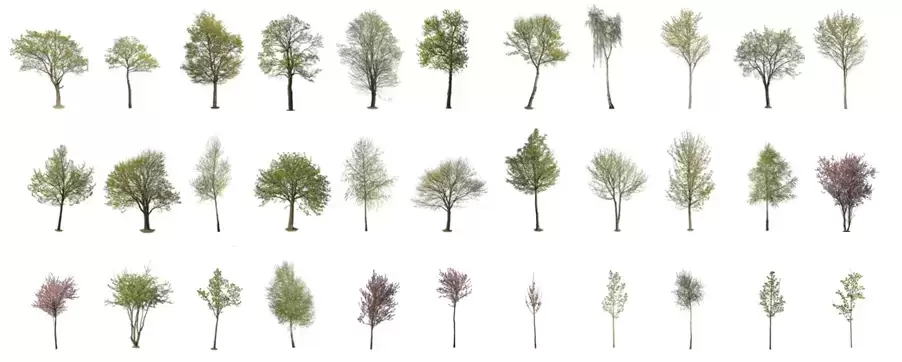 150款春季夏季不同大小种类的树木PNG免抠图插图2