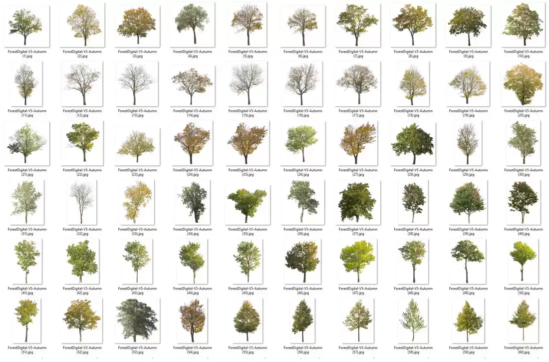 120款秋季不同形状大小品种的树木PNG免抠图插图3