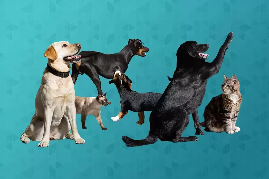 6款动物小狗和猫PNG免抠图插图1