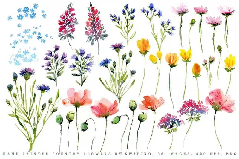 36个手绘的水彩花卉PNG免抠图插图2