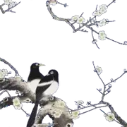 中国风工笔画牡丹梅花鹿仙鹤花卉PNG免抠高清平面设计ps图片素材插图3