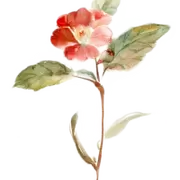 古风复古手绘水彩花卉小清新建筑美化装饰PNG图片素材插图57