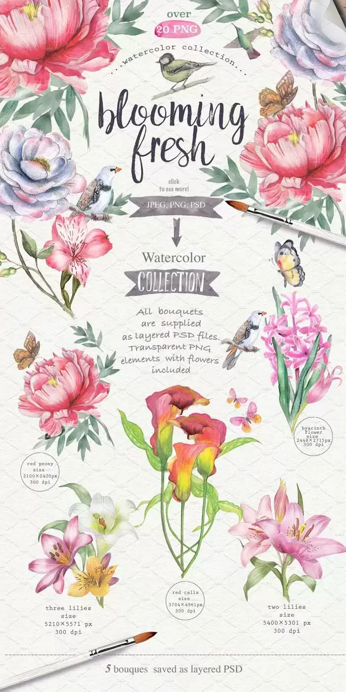 水彩花卉和鸟类蝴蝶PNG免抠图插图4