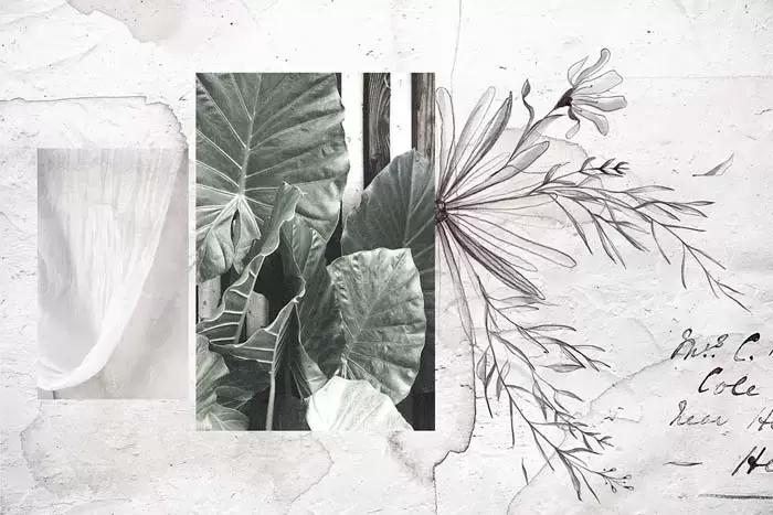 黑色和白色水彩花卉PNG免抠图插图5