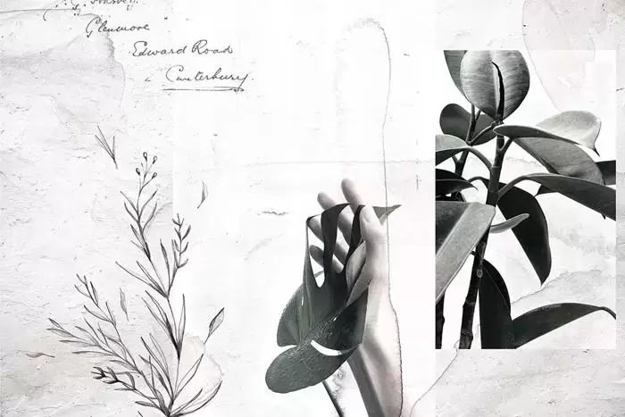 黑色和白色水彩花卉PNG免抠图插图10