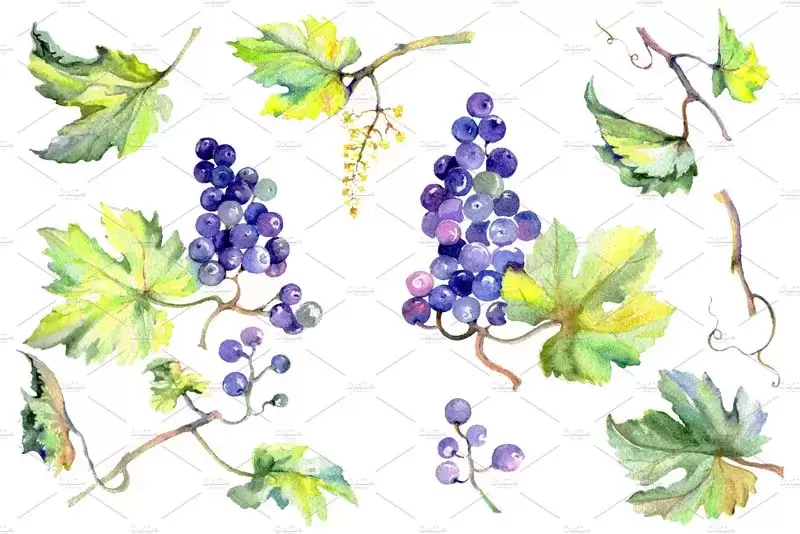9个手绘葡萄葡萄叶葡萄树PNG免抠图插图1