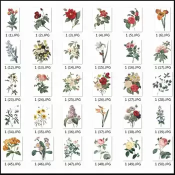 66款精致的手绘鲜花高清PNG免扣图）插图