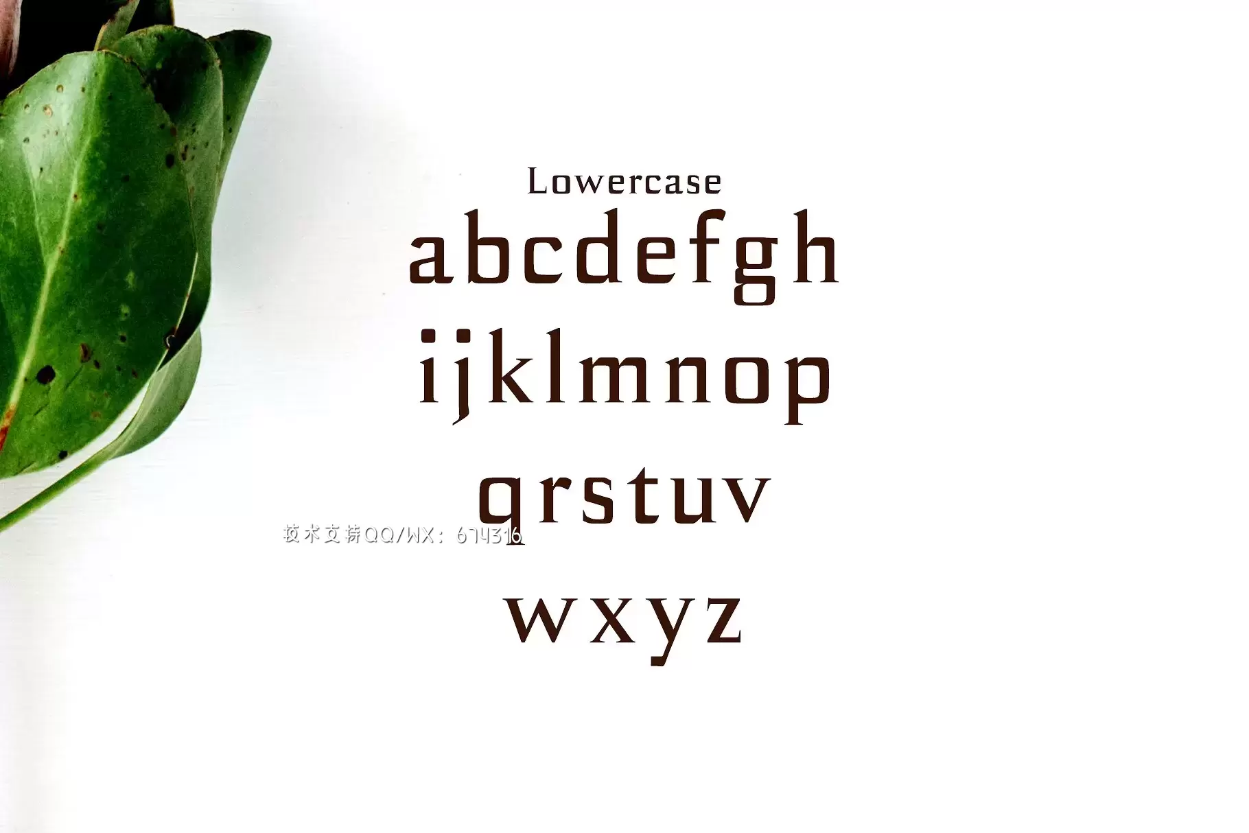 优雅设计字体 Birtle Serif 3 Font Family Pack插图2