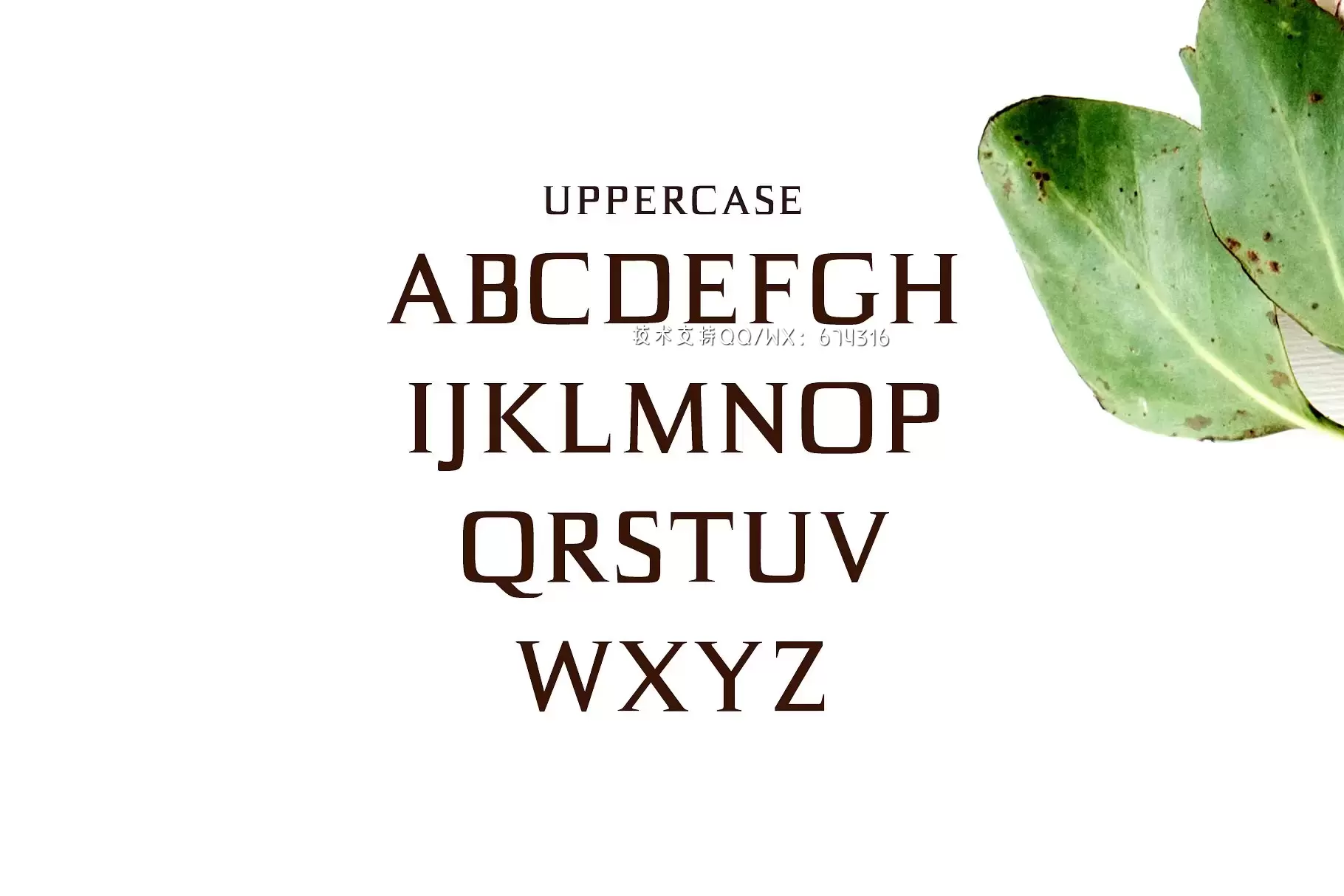 优雅设计字体 Birtle Serif 3 Font Family Pack插图1