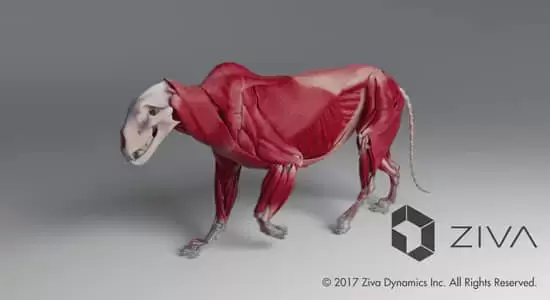 Maya插件-医学人体动物肌肉骨骼模拟 Ziva Dynamics Ziva VFX v2.1 Win插图