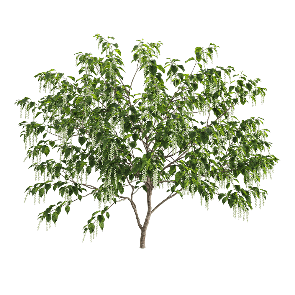 Stachyuru praecox开白色花朵的旌节花树3D模型（OBJ,FBX,MAX）免费下载