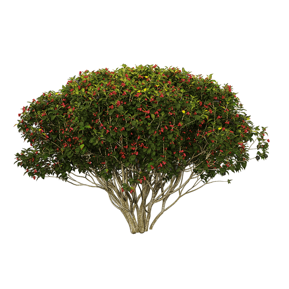 开红色花朵的欧卫矛树3D模型（OBJ,FBX,MAX）免费下载