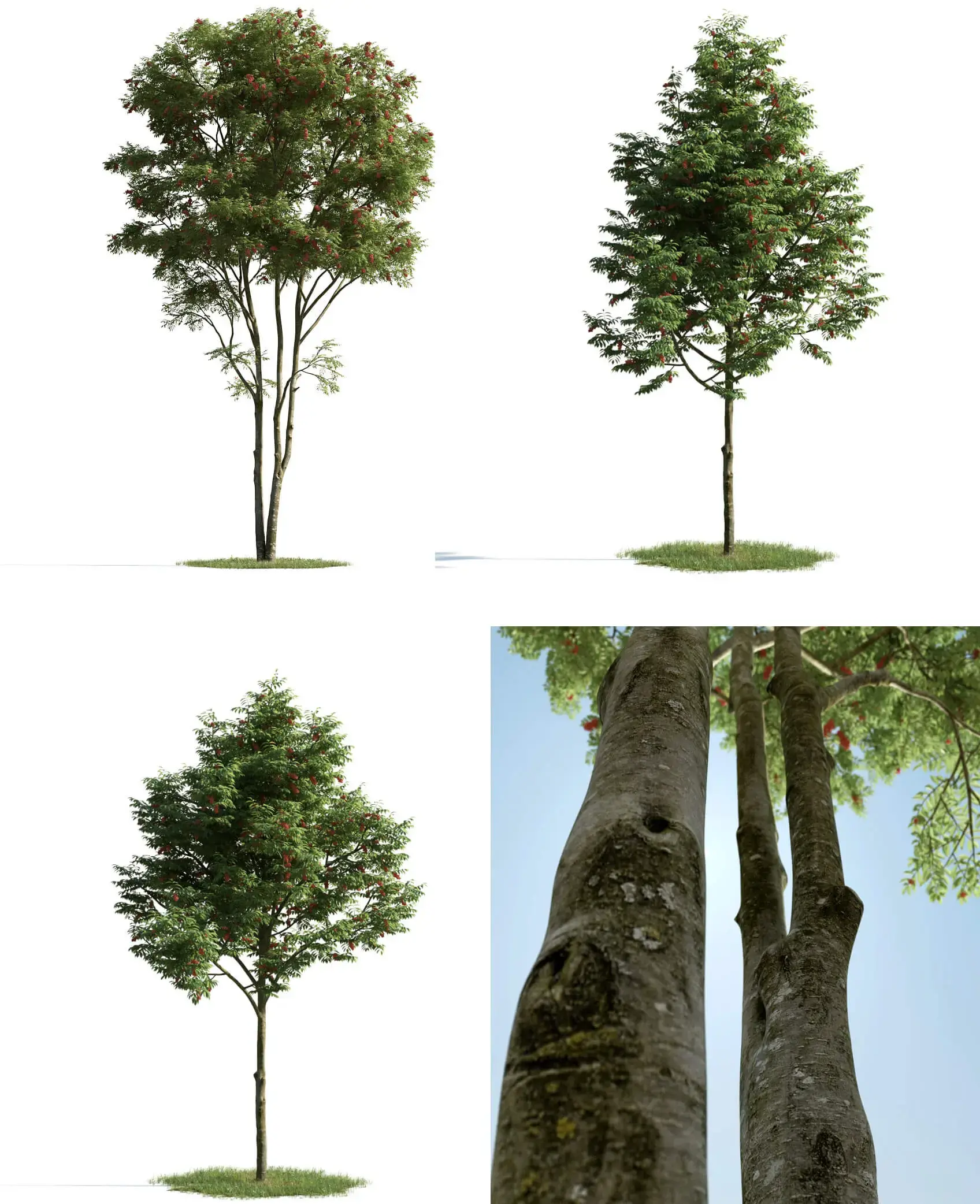 3种形态的红果欧洲花楸树3D模型（MAX）免费下载