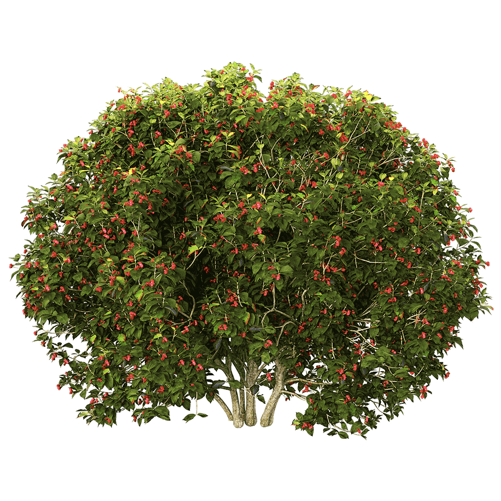 开满红色花朵的茂盛的欧卫矛树3D模型（OBJ,FBX,MAX）免费下载