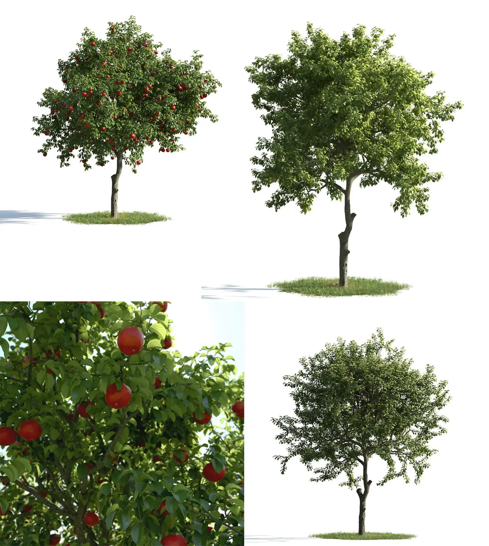 3种不同形态的苹果树3D模型（MAX）免费下载