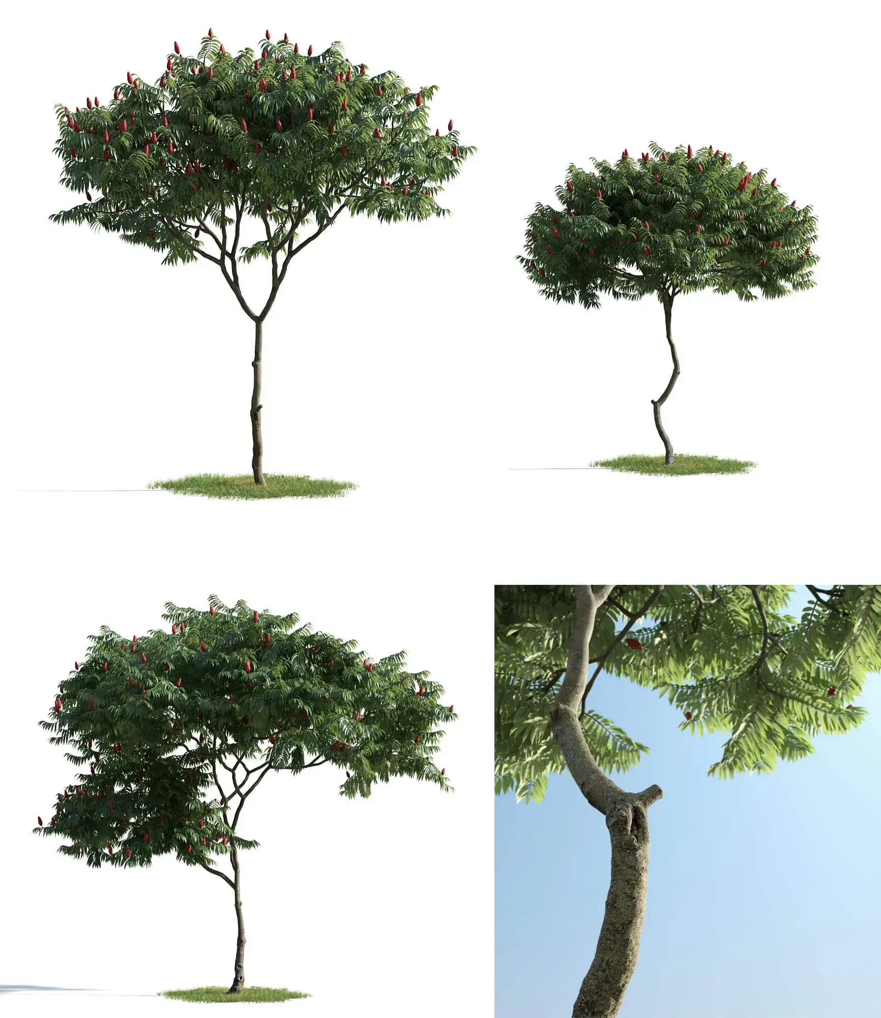 3种形态带鲜红果穗的鹿角漆树火炬树3D模型（MAX）免费下载