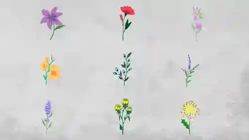 手绘线条花朵生长动画达芬奇模板，自然风格植物插画转场元素